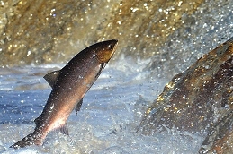 Freemen's trustees impose city centre fishing ban to defeat salmon poachers